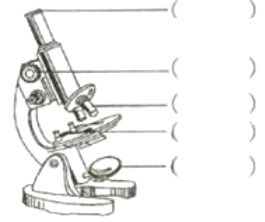 在下图中标出显微镜各部分的名称 
