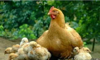 男子突发奇想让老母鸡孵化小鸡,仔细一看其中一只竟然有四只脚
