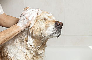 给狗洗澡的男人设计素材 高清PSD图片素材 650 428像素 90设计 