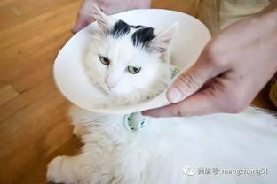 猫藓的治疗方法和预防 