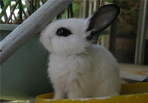 兔子耳螨中期症状,兔子耳螨中期耳屎多