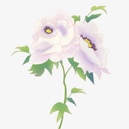 唯美植物牡丹花卉插画图片素材 其他格式 下载 动漫人物大全 