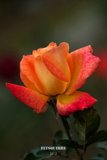 为什么叫方德玫瑰,方德暖玉玫瑰花语？