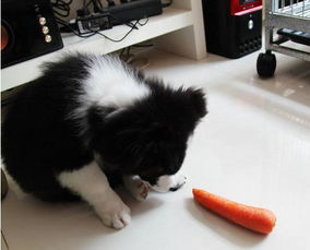 你必须知道的真相 揭秘 狗狗吃 胡 萝卜竟然会维 