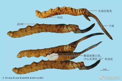 中药鉴定学速记歌诀 带图谱