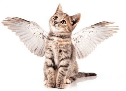 长翅膀的猫咪竟真实存在 模样可爱,极为罕见,人称 天使猫