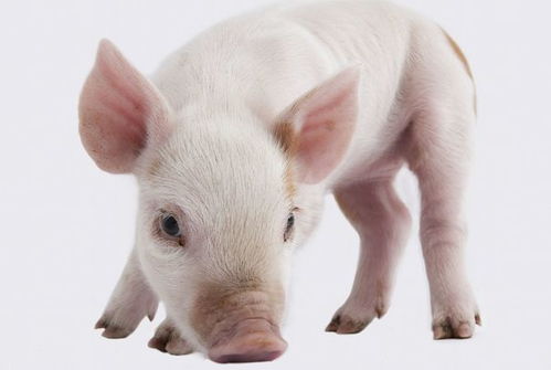 生肖猪 10月7日会有大事件,尤其是71 83 95年的猪