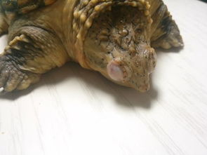 大家帮我看看我的小鳄龟是不是得白眼病了 要怎么办啊 急求 