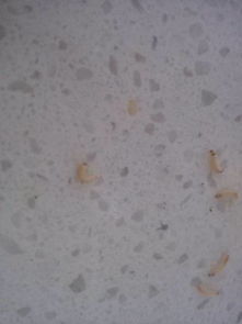 厨房出现半个米粒大小白色小蠕虫 