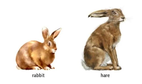 兔年 到底是rabbit,hare还是bunny