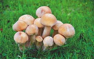十大最贵蘑菇 十大最恐怖的蘑菇