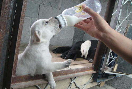狗狗并非不能喝牛乳,只是另两类乳制品相比牛奶更适合幼犬