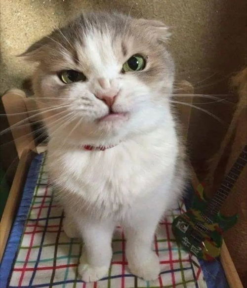 猫咪生气时是什么表情 为什么我反而觉得很可爱