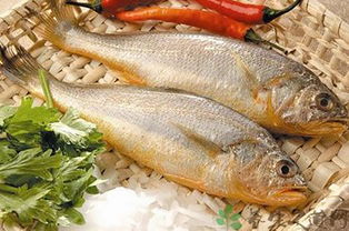 春子鱼和黄花鱼的区别,黄鱼和春子哪个好吃？