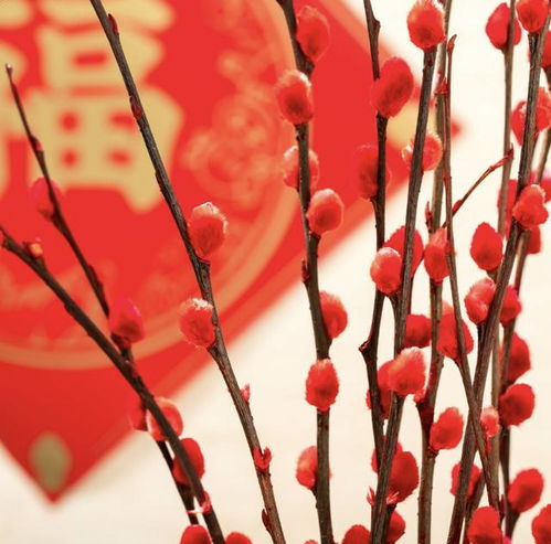 春节七天,上海人最爱吃啥 高端预制菜 沙糖桔成人气王