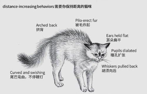 猫咪的常见肢体语言有哪些 掌握了这个知识,秒懂猫咪的喜怒哀乐