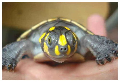黄头侧颈龟在鱼缸怎么养,为什么老是养不活,鱼缸只适合养鱼吗