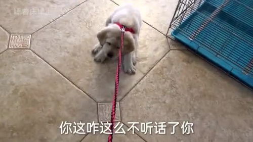 买狗为什么不能戴绳子(为什么说狗不能买)