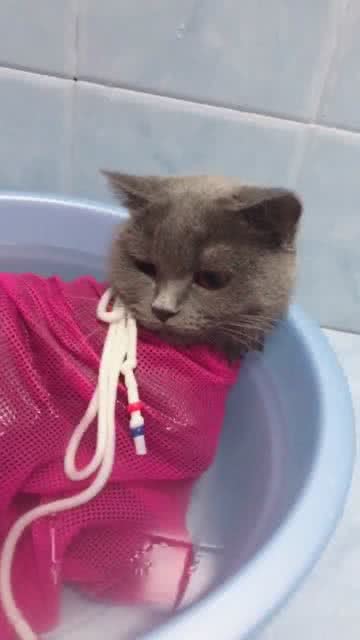 看看这家的小猫洗澡多乖啊,洗澡都不动真是太配合了 