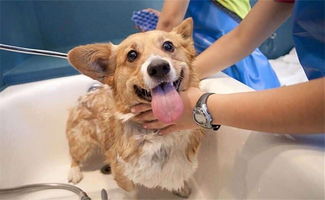 你喜欢在家自己给狗狗洗澡吗 有什么好处和坏处呢