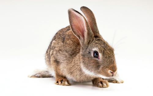 兔子有耳螨不让滴药怎么办