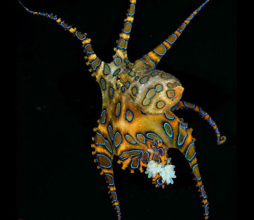 可怕的生物 蓝环章鱼