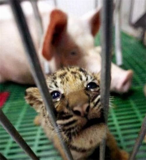 泰国一只老虎被母猪养大,老虎长大后,对待猪妈妈的方式引人深思