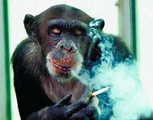 科学家发现 猩猩可以像人类一样谈论过去和畅想未来