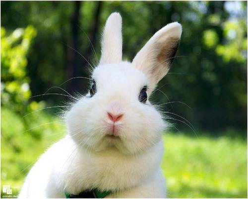 成年兔子一天吃多少兔粮