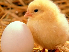 梦见好多鸡和鸡蛋
