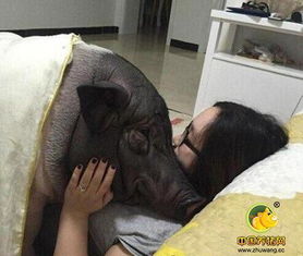 美女与170斤猪同吃同睡 网友 好白菜被猪拱了 