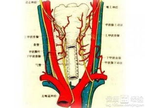 甲状腺瘤怎么治疗和预防