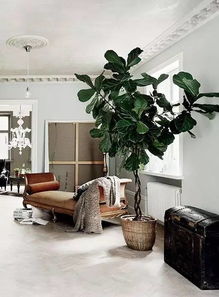 客厅适合摆放的十大植物排行,十大客厅喜光绿植