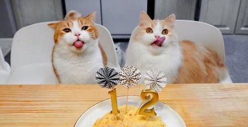 大家都是怎么给猫过生日的 我们吃的生日蛋糕不能给猫吃的原因