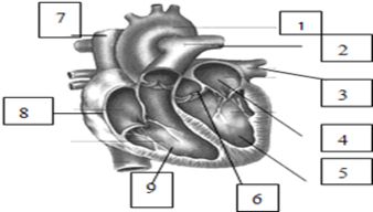 如图为人体心脏及其相连血管示意图.请据图回答 1 写出图中的名称 ①的名称是主动脉.②的名称是肺动脉.③的名称是肺静脉.④的名称是左心房.⑤的名称是左心室.⑥的名称是动脉瓣 