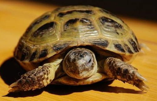 家里养的乌龟突然死亡是何原因呢