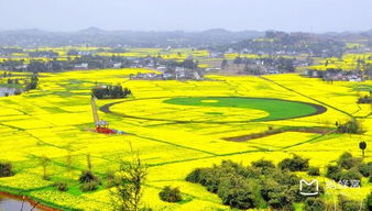 2016潼南油菜花节时间 地点 门票,重庆潼南油菜花什么时间开 