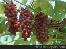 新品种葡萄树苗有哪几种,红提葡萄新品种叫新什么？
