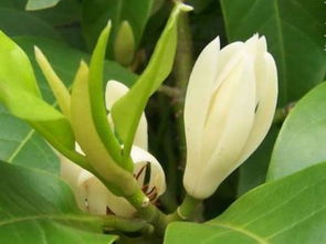 白兰花用什么土最好,白兰花的种植方法？