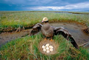 哪种鸟只会生蛋不会孵蛋 