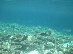 【马尔代夫跟团游游记】攻略分享，带你发现最美的海底世界！