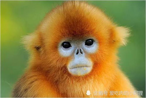 惹不起的生肖猴,特别是56年 68年 80年出生的人,属猴的来看看