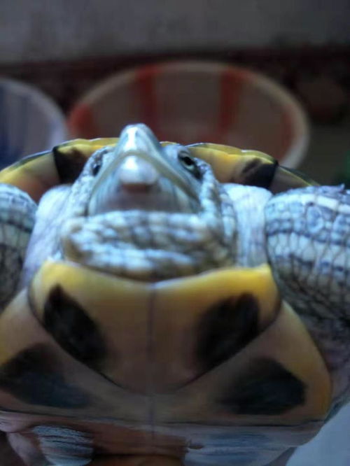我家乌龟嘴巴下面有个包,不知道是不是被其他乌龟咬了还是别的什么,有好多天没吃饭了 