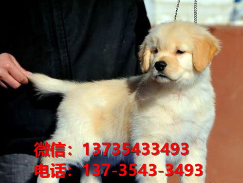 益阳宠物狗犬舍出售纯种金毛犬网上买狗卖狗网站在哪有狗市场