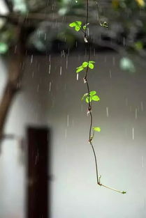 杏花消息雨声中