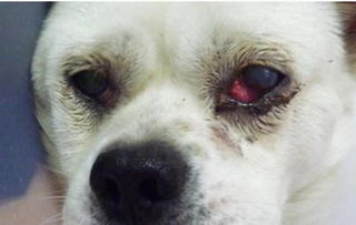 狗狗形成泪痕根本是泪腺出问题了,清理干净泪腺让狗狗告别泪痕困扰 