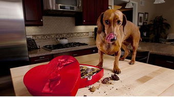 为什么不能给狗狗吃巧克力 