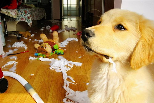 狗狗爱吃卫生纸的原因,铲屎官知道几个呢
