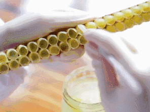 吃蜂王浆可以长寿吗