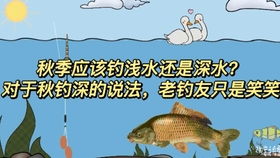 你真的会配鱼饵吗 为钓友们揭秘一下塘钓鲤鱼饵料的标准配方